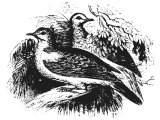 Turtle dove (Columba Turtur), Heb. TOR (Gen.15, Lev.1.14 etc, 5.7 etc, 14.21,22, Lk.2.24, Is.54.5,6, Ps.74.19, Song.2.11-13, Jer.8.7